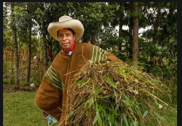 pedro