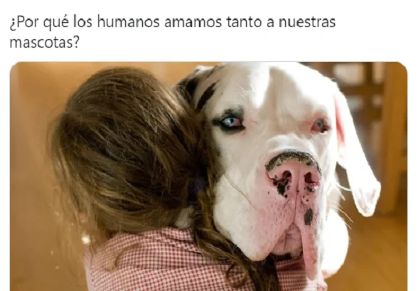 animais de estimação