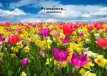 primavera