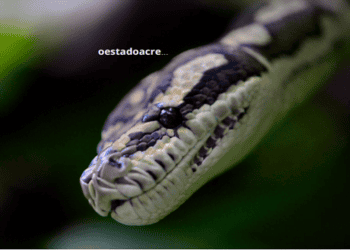 serpente