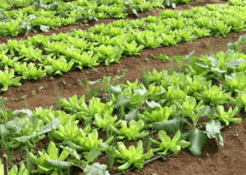 Brasil terá programa nacional para produção de alimentos saudáveis