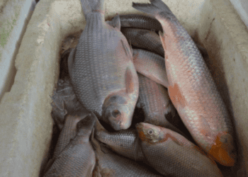 Tradição da Semana Santa: Prefeitura de RBO realiza 12ª Feira do Peixe