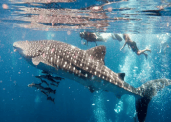 Tubarão-baleia encontrado no ES surpreende por comportamento dócil