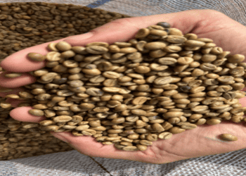 Concurso de café acreano terá prêmios de empresas apoiadoras