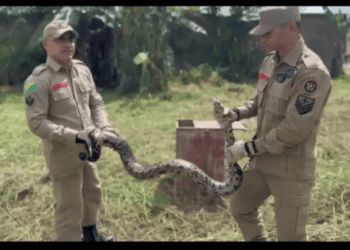 Resgate: cobra jiboia capturada com sucesso