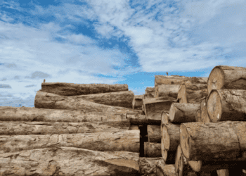 Operação Metaverso: Fiscalização do Ibama segue até semana que vem