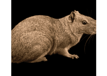 Nova York: especialista antiratos recebe  R$ 68 mil