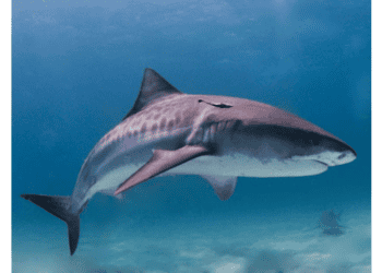 Tubarões receberão chips de identificação de Olinda até Paiva