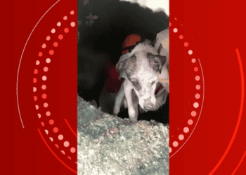 O salvamento do melhor amigo; veja vídeo