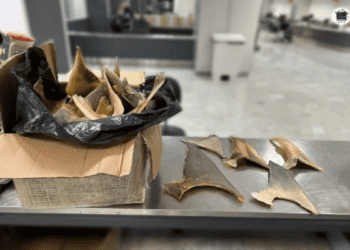 Alerta ambiental: 160 kg de barbatanas de tubarão…