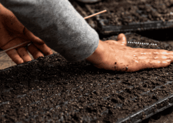 MMA lança edital para apoiar iniciativas de compostagem e agricultura urbana