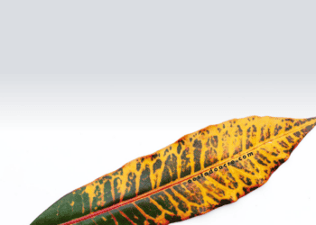 (vídeo) Marina Silva: ‘do Acre ao Rio Grande do Sul…’