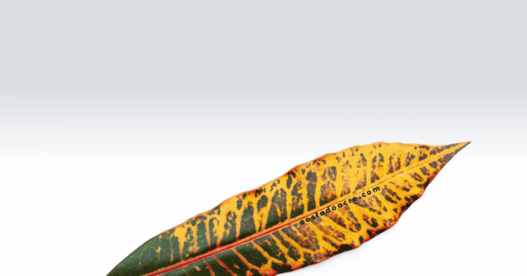 (vídeo) Marina Silva: ‘do Acre ao Rio Grande do Sul…’