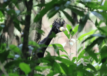 Renascimento na terra indígena Mãe Maria: a surpreendente resiliência do Mutum-Pinima