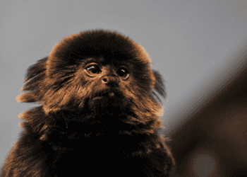 Uma nova moradora encanta o zoológico do parque ambiental Chico Mendes em Rio Branco