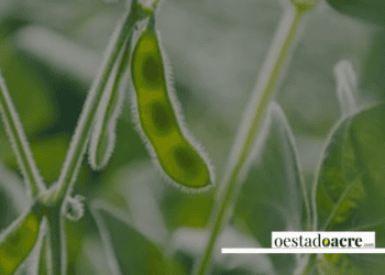 Potencial sustentável e desafios para o feijão