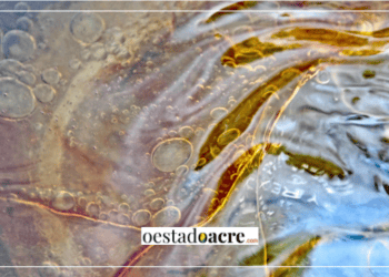 Entenda a maré vermelha: 400 casos em AL e PE