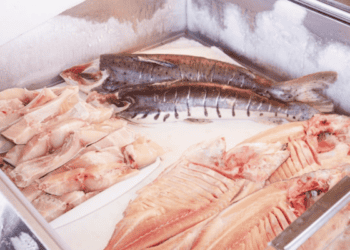 Rio Branco se prepara para feira anual de peixes