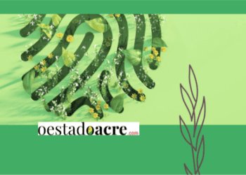 ‘Zona sustentável’ do Bolsonaro só gerou desmatamento na fronteira entre o Acre, Amazonas e Rondônia