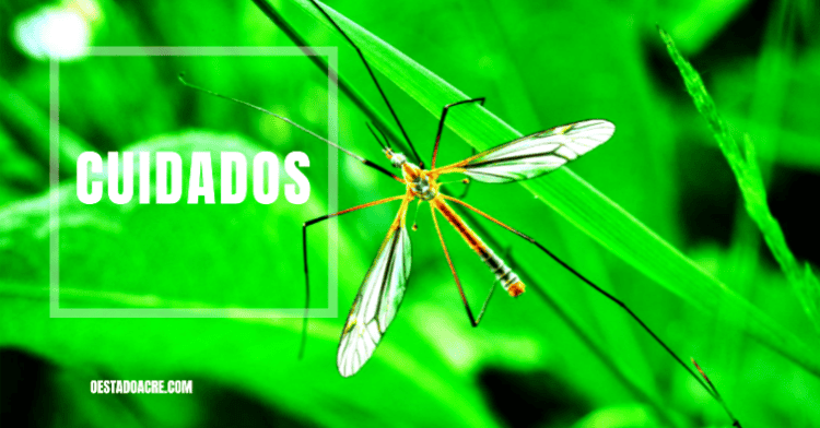 Saiba sobre a dengue grave e seu tratamento