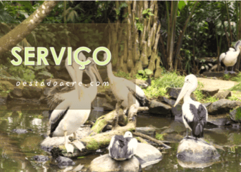 Eleitor tem um mês para regularizar título e votar nas eleições 2024