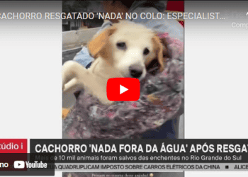 🚒 Cachorro resgatado ‘nada’ no colo: especialistas explicam