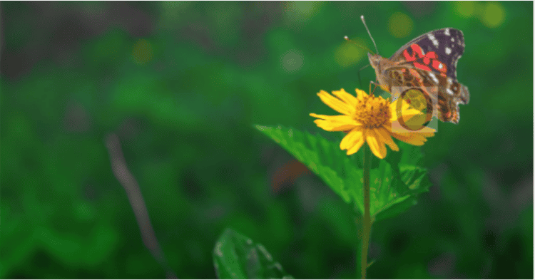 Reflexão dominical: natureza e ciclos da vida