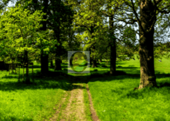 500 mil árvores para uma Rio Branco fresca e verde