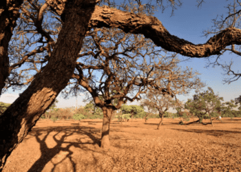 Dia do Meio Ambiente: a missão de Nereu Rios