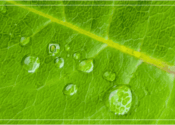 Como a educação pública pode salvar o meio ambiente