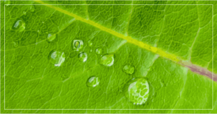 Como a educação pública pode salvar o meio ambiente