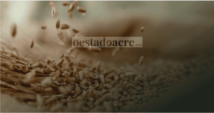 Governo anula leilão de arroz e secretário deixa cargo