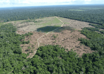 Pecuarista tem R$ 292 mi bloqueados por danos na Amazônia
