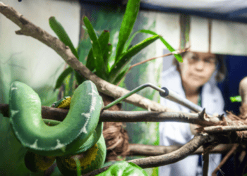 Cobra amazônica revela seu apetite por aves em estudo inédito