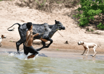 O rito de amansar touro novo no Rio Gregório