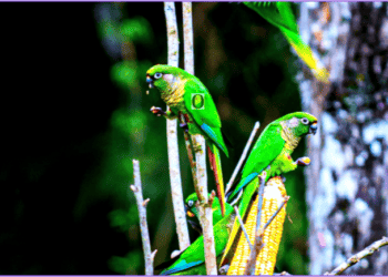 Dia da Amazônia: populações ameaçadas e o legado do governo passado