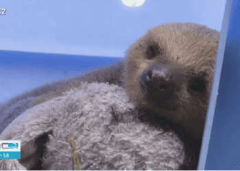 Cetas: o refúgio dos animais abandonados pelo fogo no Estado