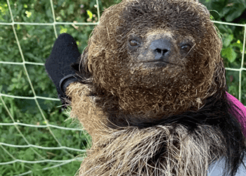 Acre: centro de triagem pede itens para bichos resgatados em incêndios
