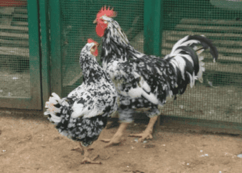 Hoje é noite: a galinha mineira tá no ponto