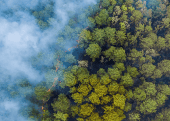 Como a IA pode ajudar a detectar incêndios florestais