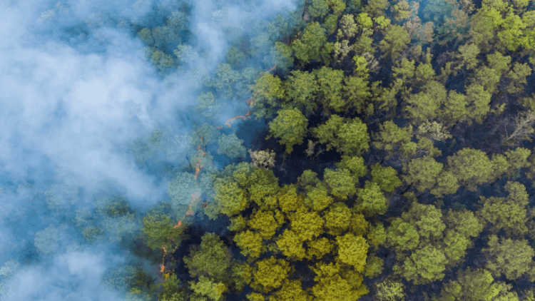 Como a IA pode ajudar a detectar incêndios florestais