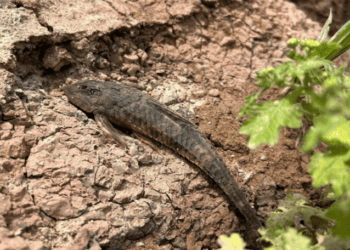 Desastre ambiental no Rio Acre(…investigação não pode parar até descobrirem…)