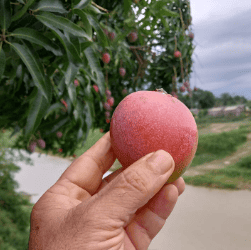 Sena: sobraram as mangas…📹