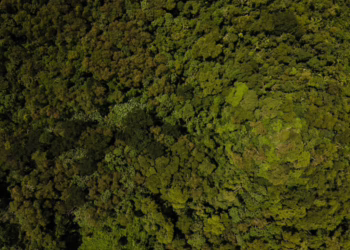 A ilusão dos créditos de carbono e o custo real para o Acre
