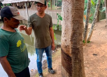 Cadeia da castanha no Acre: baixa remuneração incentiva desmatamento e criação de gado