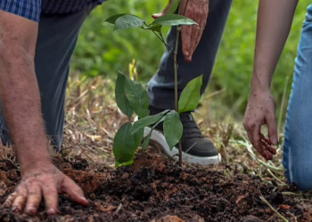 Prefeitura de Rio Branco refloresta margens do Rio Acre com 400 mudas para frear erosão