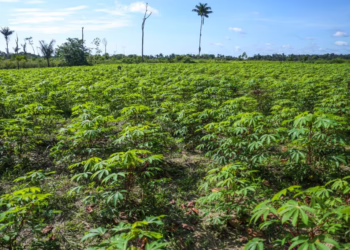 Agricultores no Acre recuperam solos degradados e aumentam produção sem desmatar
