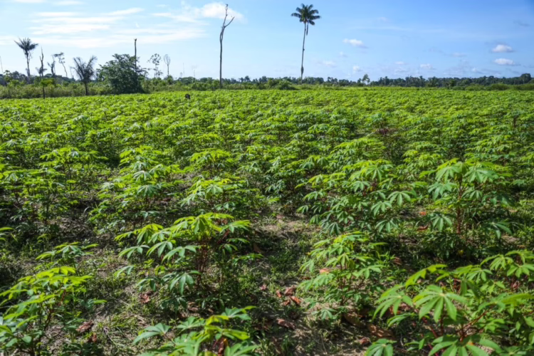 Agricultores no Acre recuperam solos degradados e aumentam produção sem desmatar