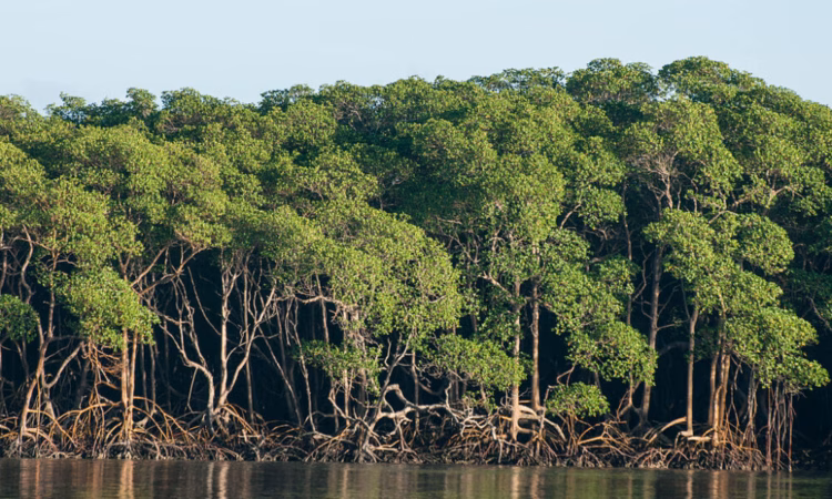 Estudo indica que manguezais amazônicos podem ter maior potencial de estocar carbono que a floresta