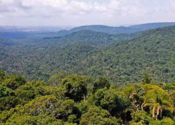 Instituto abre edital para projetos de proteção da Amazônia